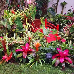 Privatunterkunft Anthurium Hale